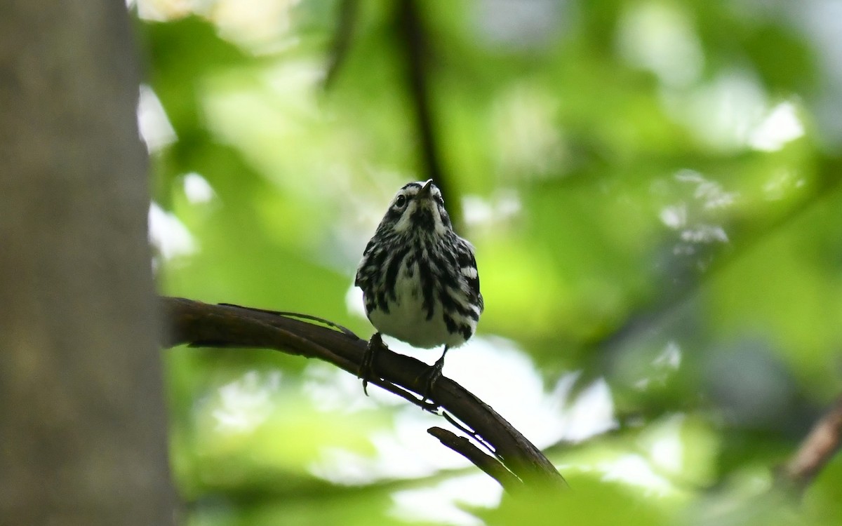 Black-and-white Warbler - ML639396511