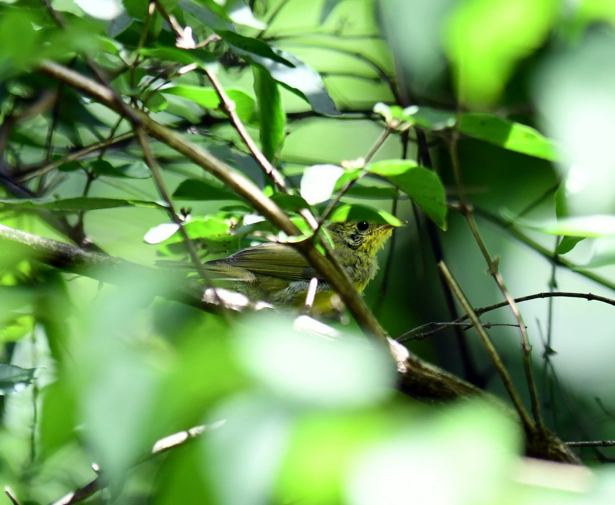 Hooded Warbler - ML639396522