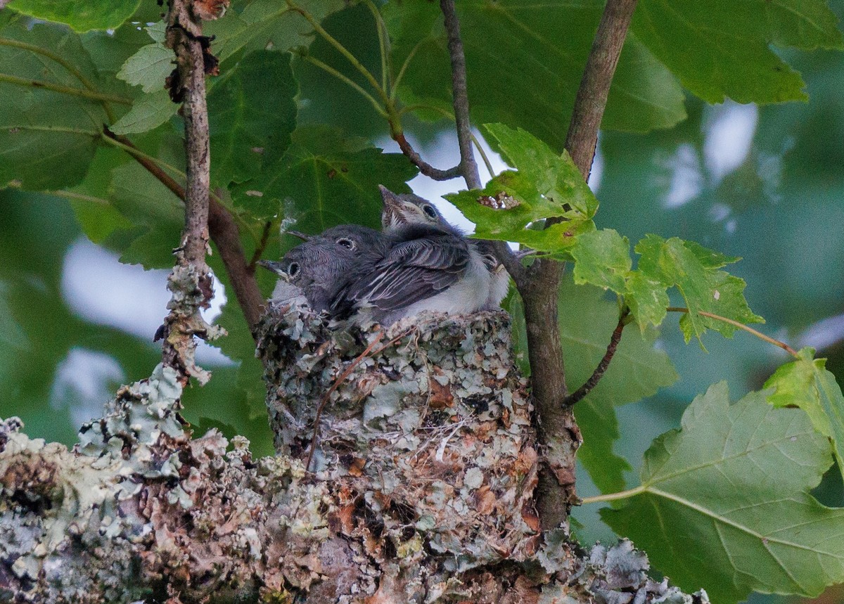 Blue-gray Gnatcatcher - ML639396526