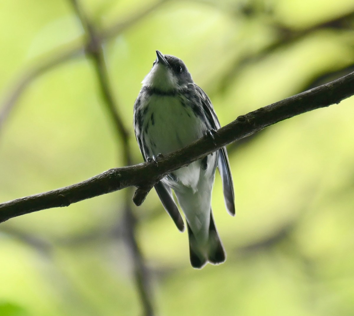Cerulean Warbler - ML639396562