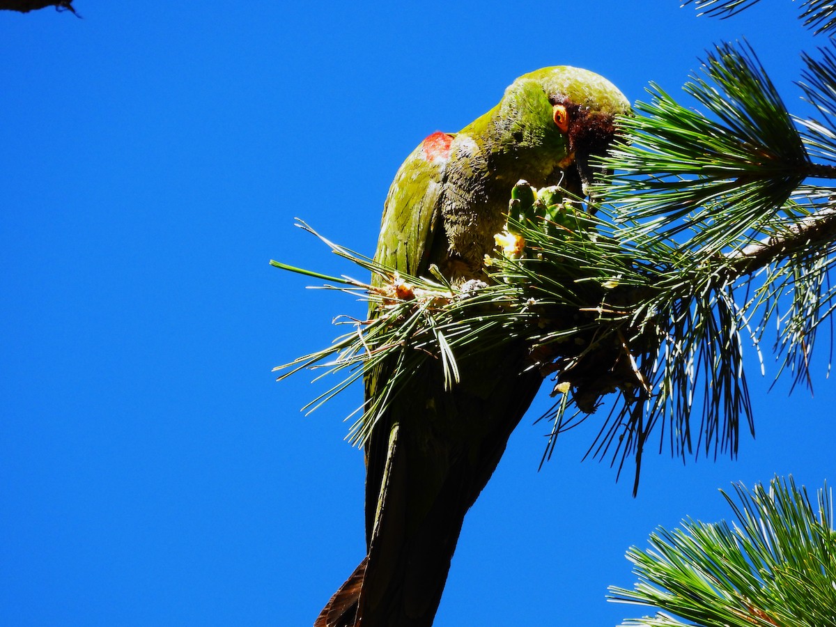 Maroon-fronted Parrot - ML639396569