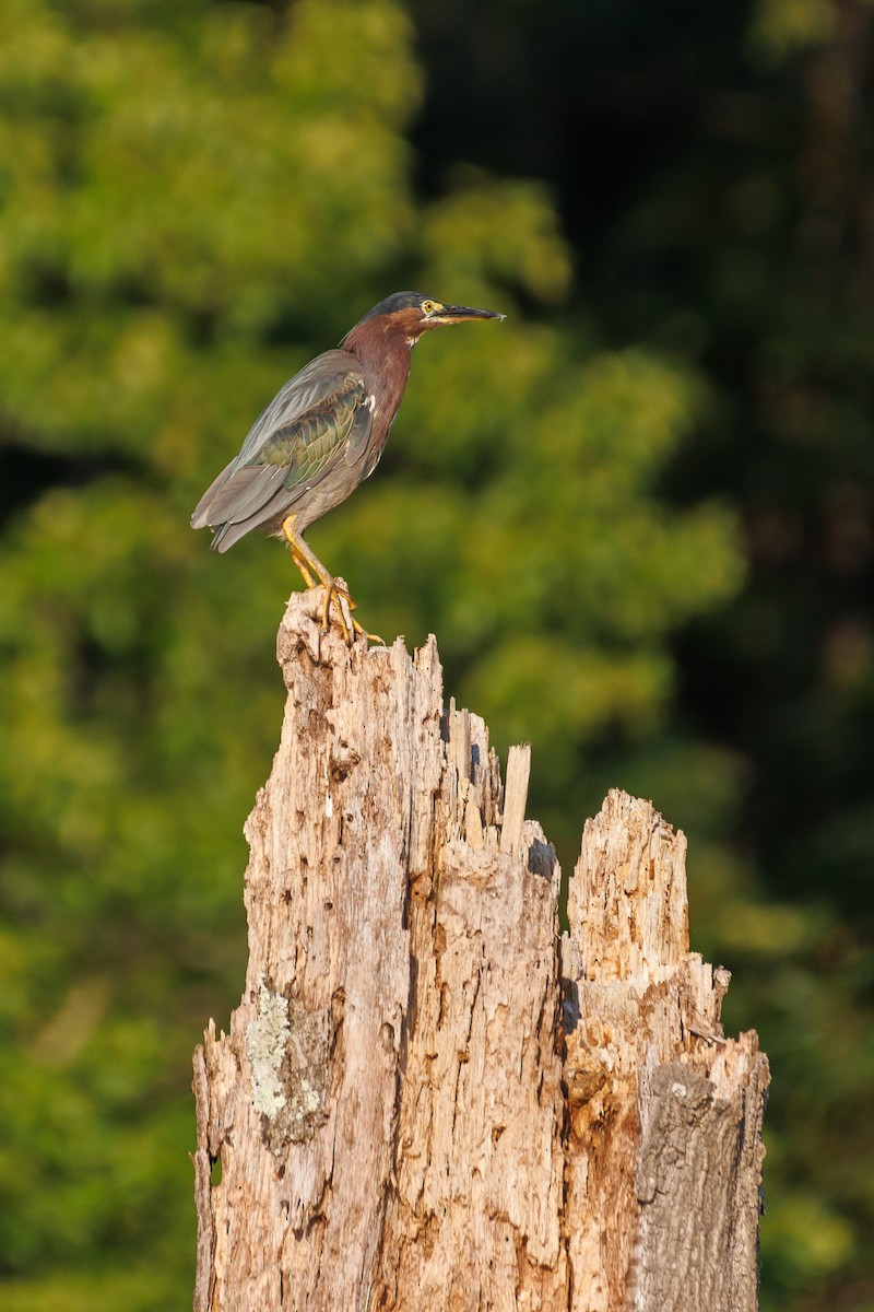 Green Heron - ML639396581