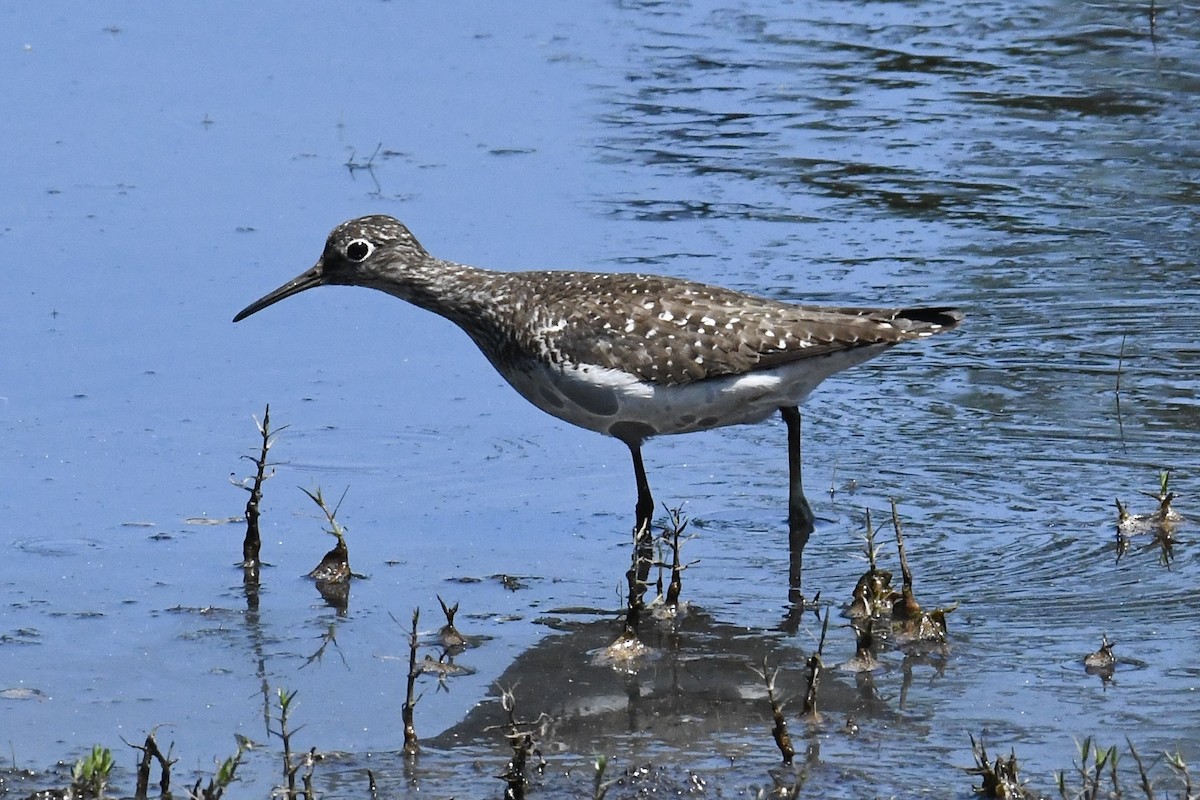 Solitary Sandpiper (solitaria) - ML639396617