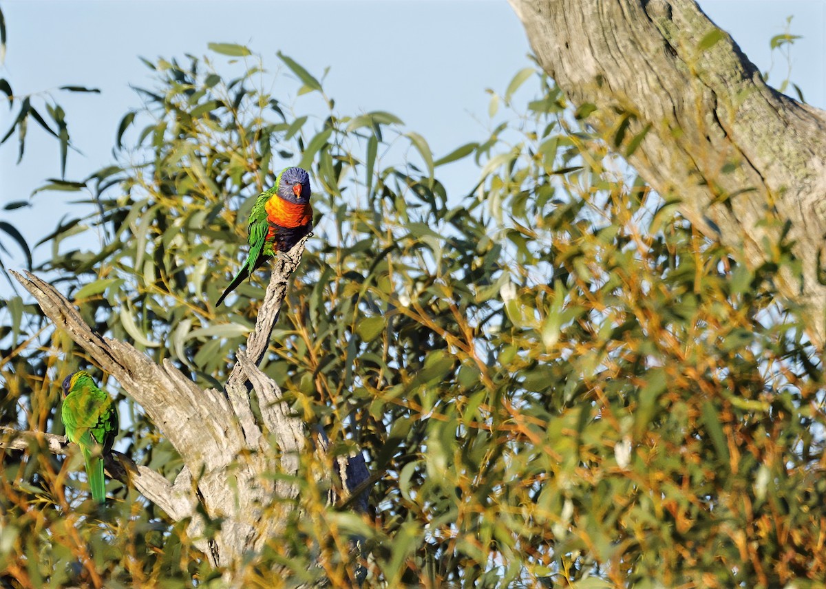 Rainbow Lorikeet - ML639396652