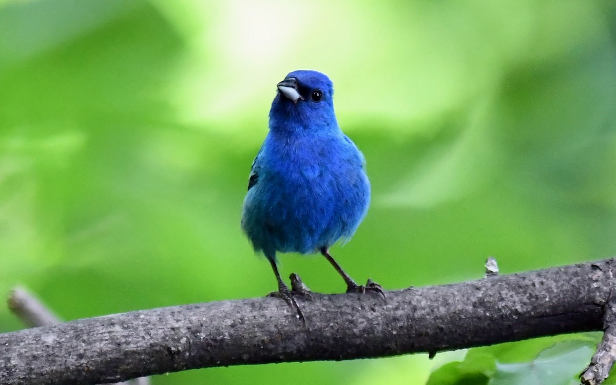 Indigo Bunting - ML639396666