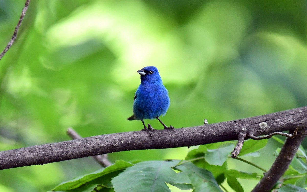 Indigo Bunting - ML639396667