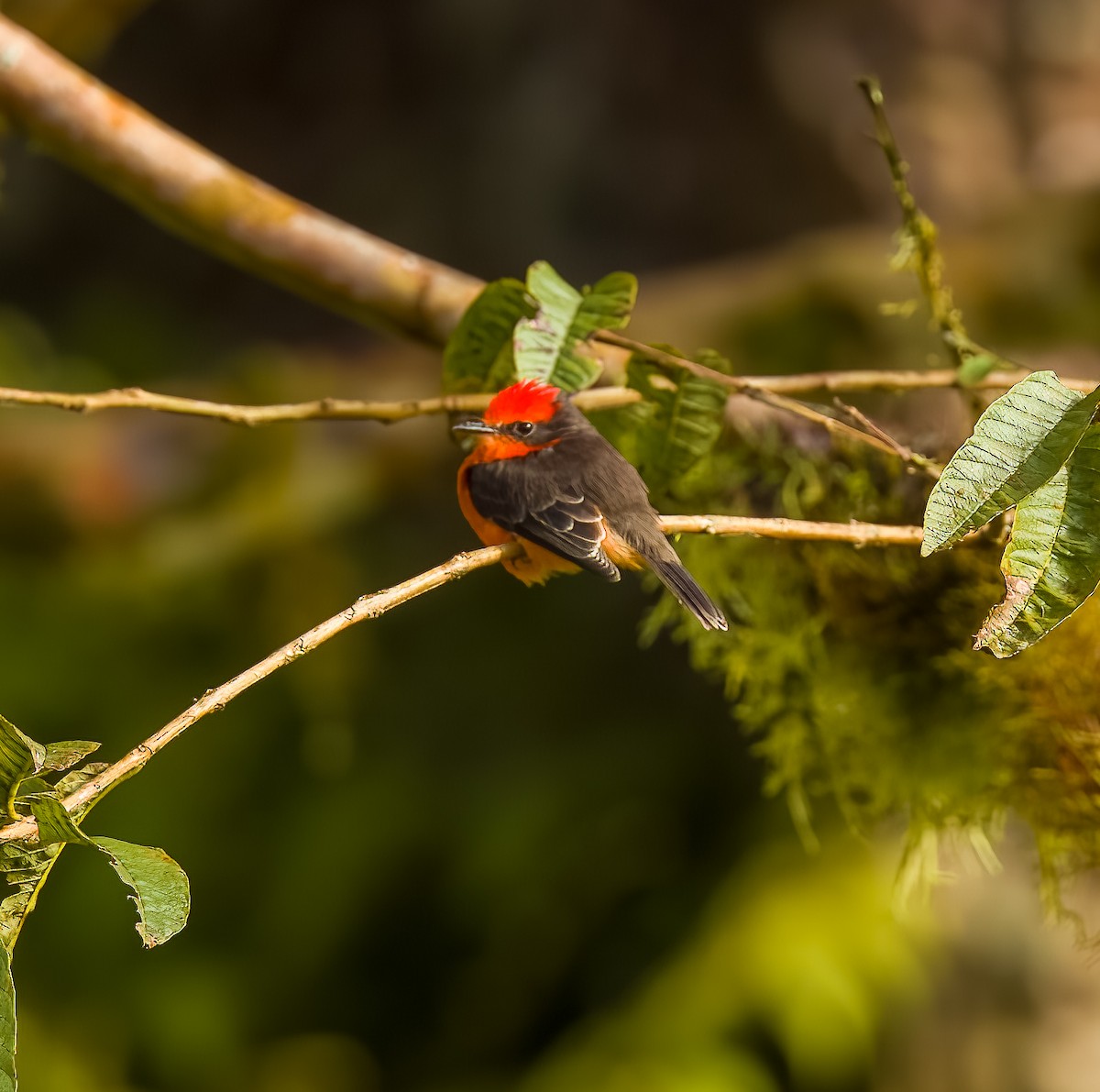 Brujo Flycatcher (Galapagos) - ML639396711