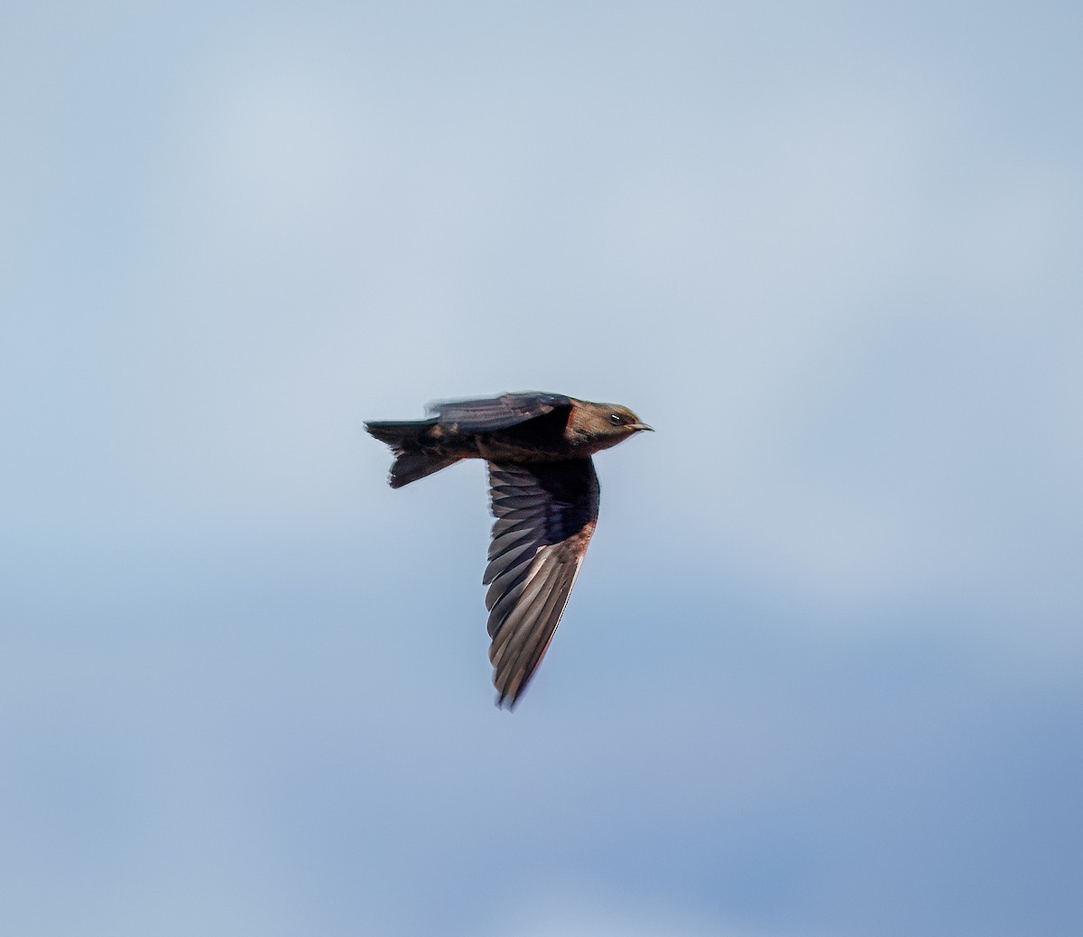Galapagos Martin - ML639396719