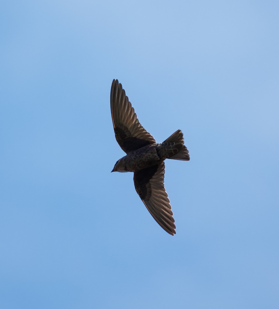 Galapagos Martin - ML639396720