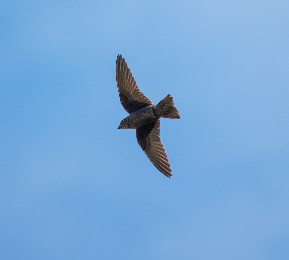 Galapagos Martin - ML639396721