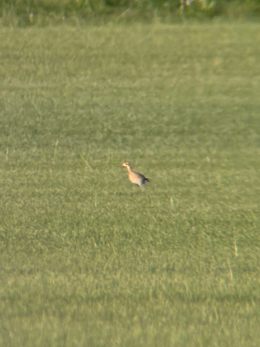 Upland Sandpiper - ML639396858