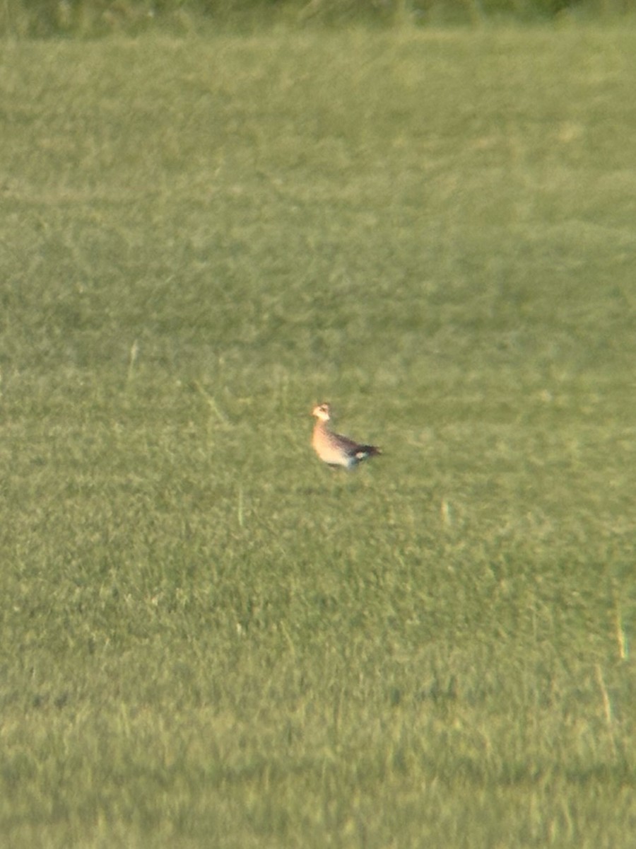 Upland Sandpiper - ML639396859