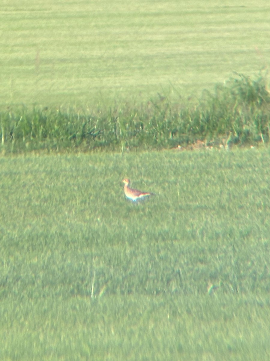 Upland Sandpiper - ML639396860