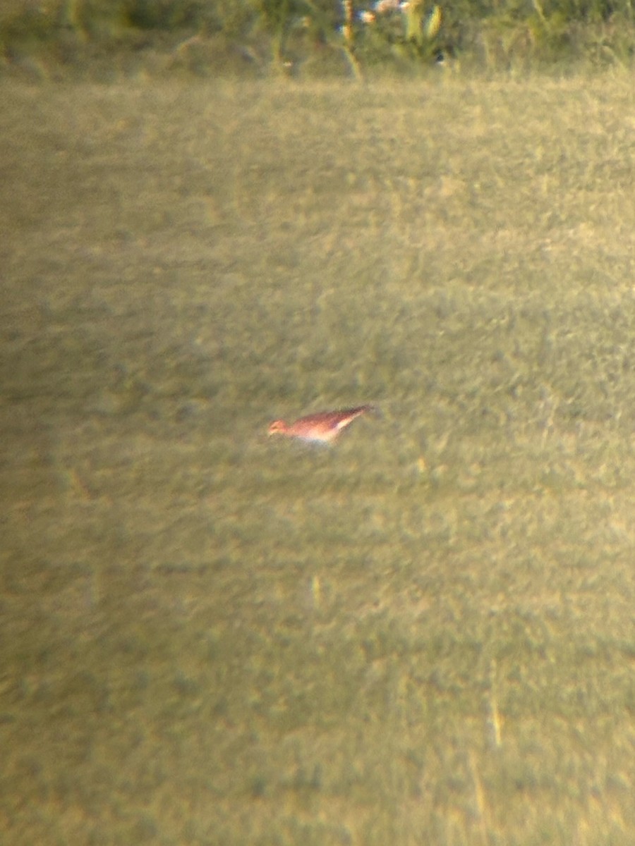 Upland Sandpiper - ML639396861
