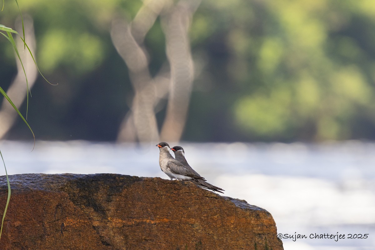 Rock Pratincole - ML639397083