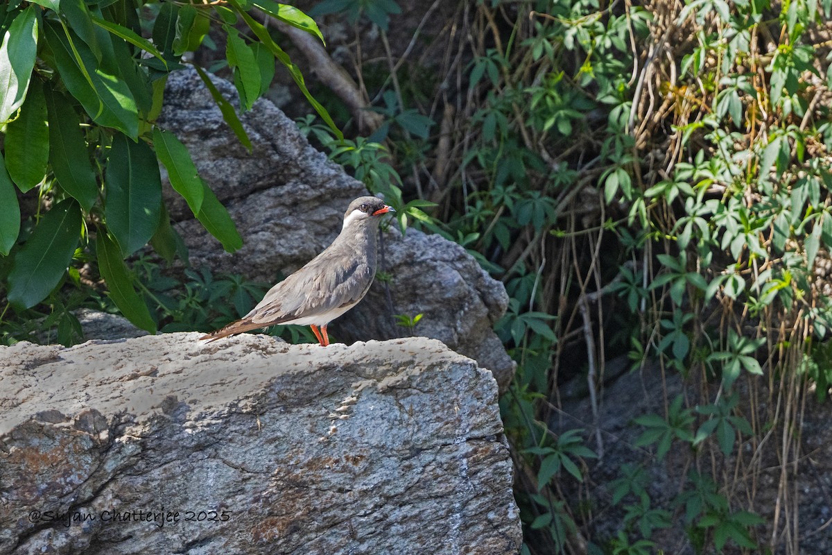 Rock Pratincole - ML639397084