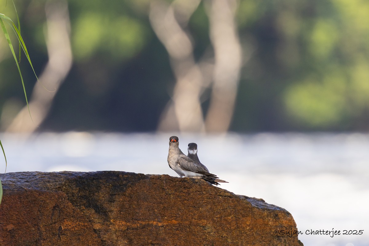 Rock Pratincole - ML639397085