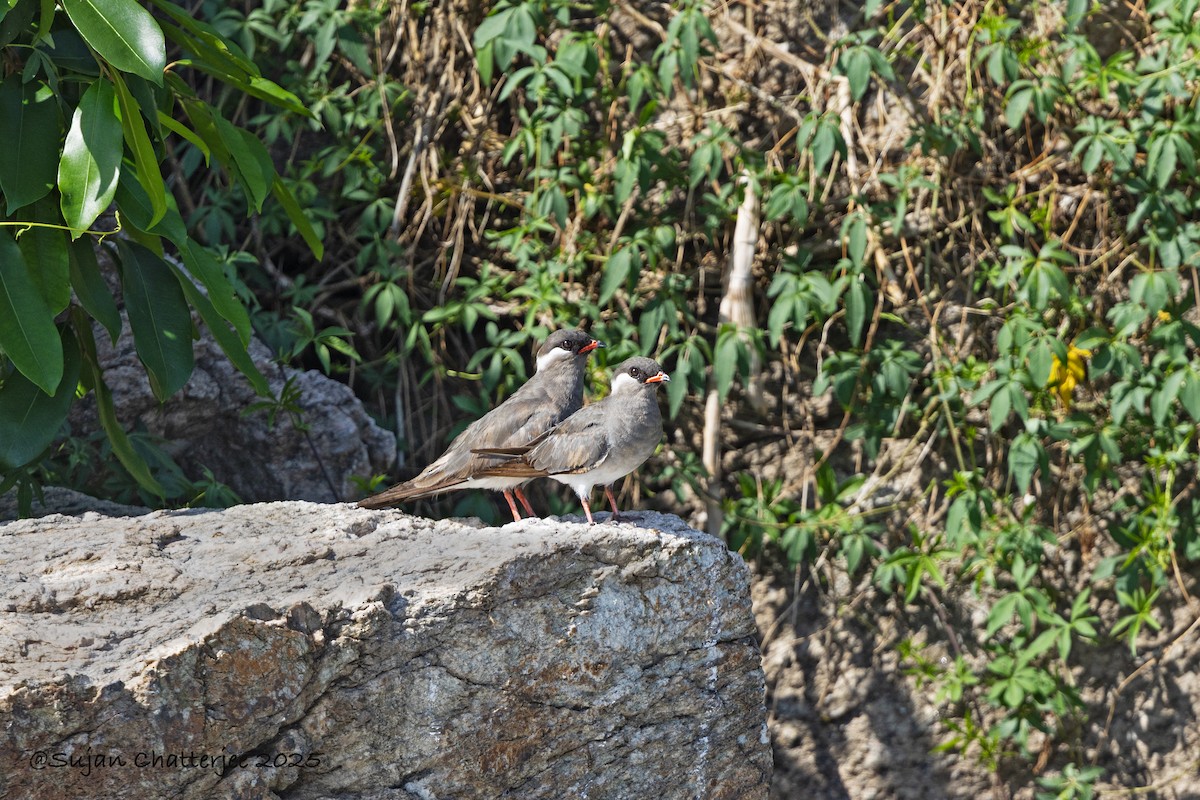 Rock Pratincole - ML639397086