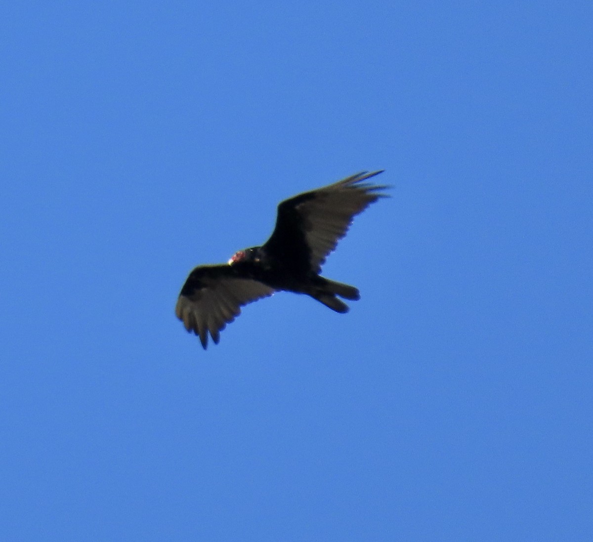 Turkey Vulture - ML639397175