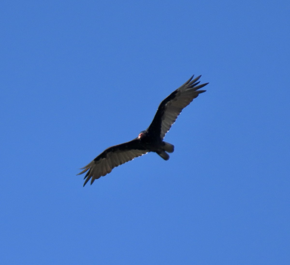 Turkey Vulture - ML639397176