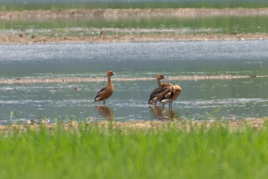 Fulvous Whistling-Duck - ML639397199