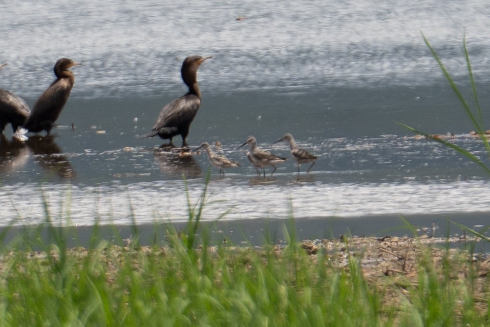 Long-billed Dowitcher - ML639397204