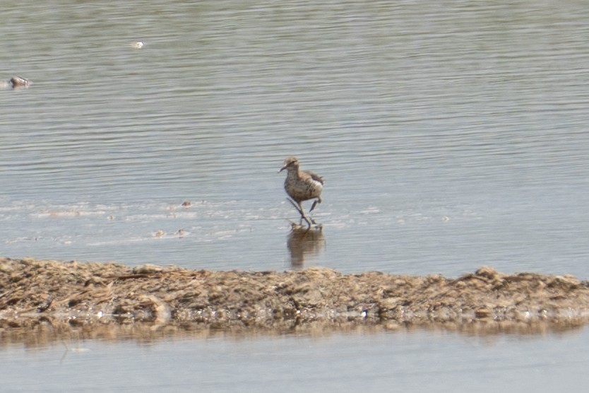 Spotted Sandpiper - ML639397205