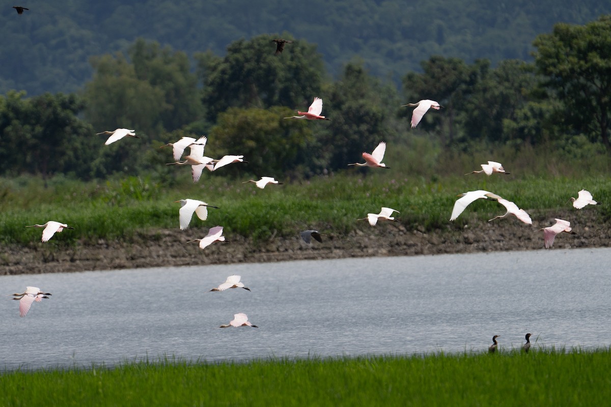 Roseate Spoonbill - ML639397210
