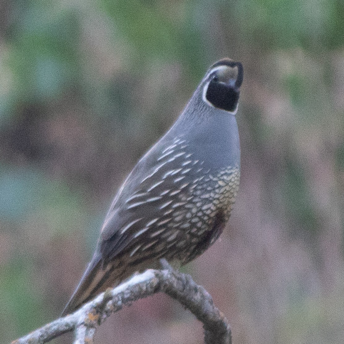 California Quail - ML639397212