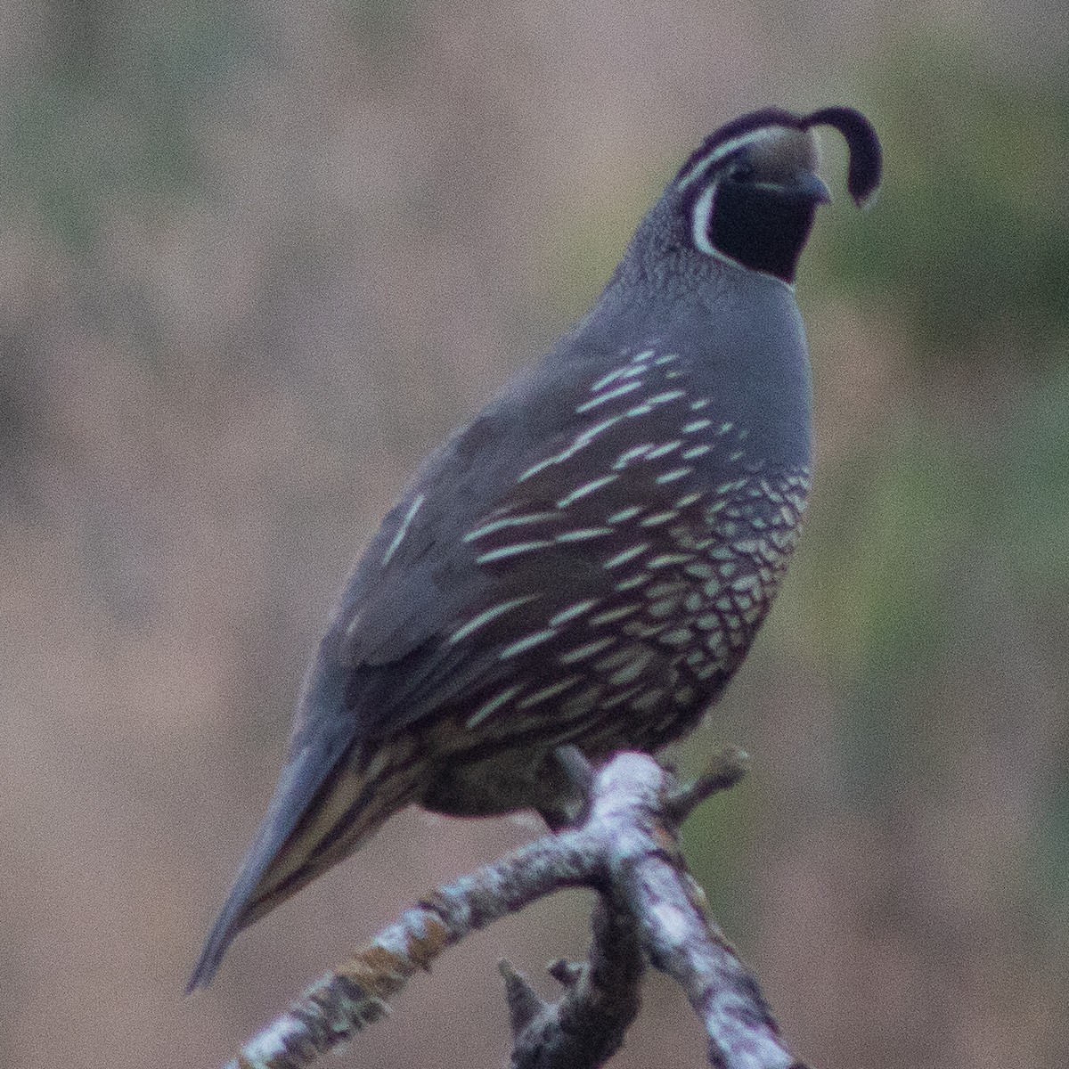 California Quail - ML639397213