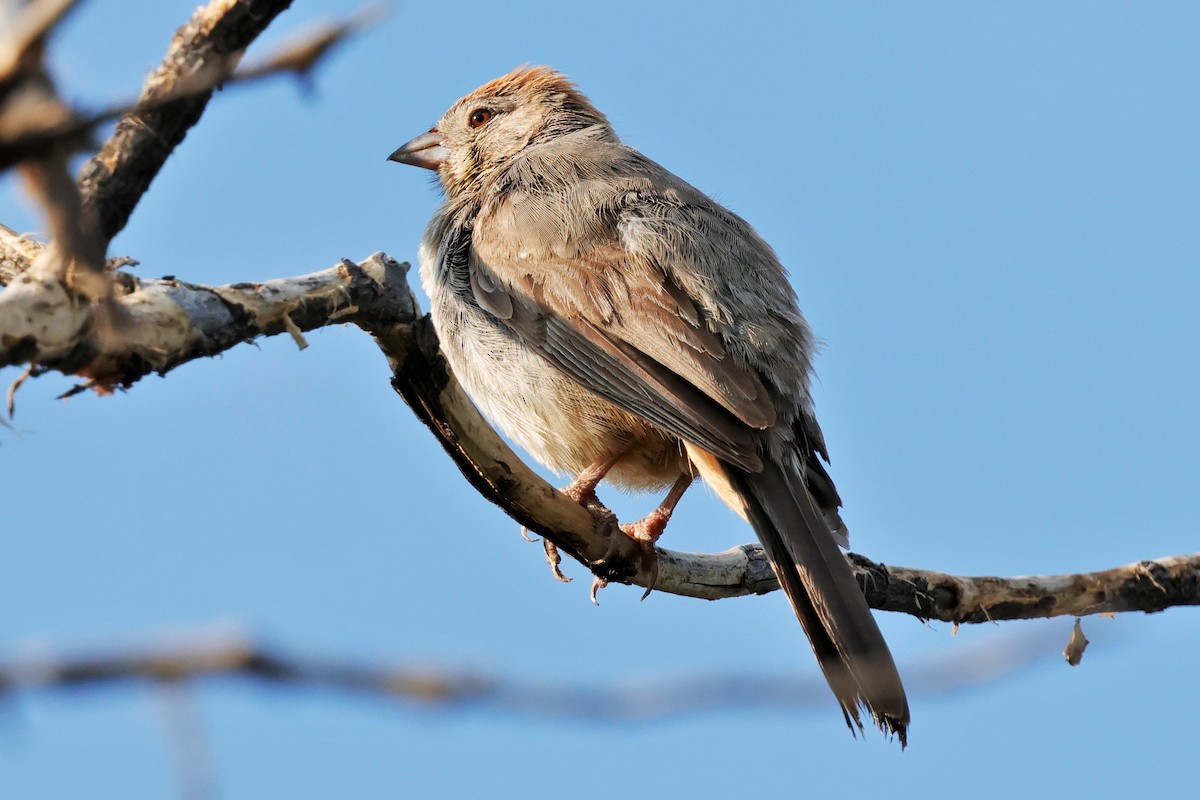Canyon Towhee - ML639397227