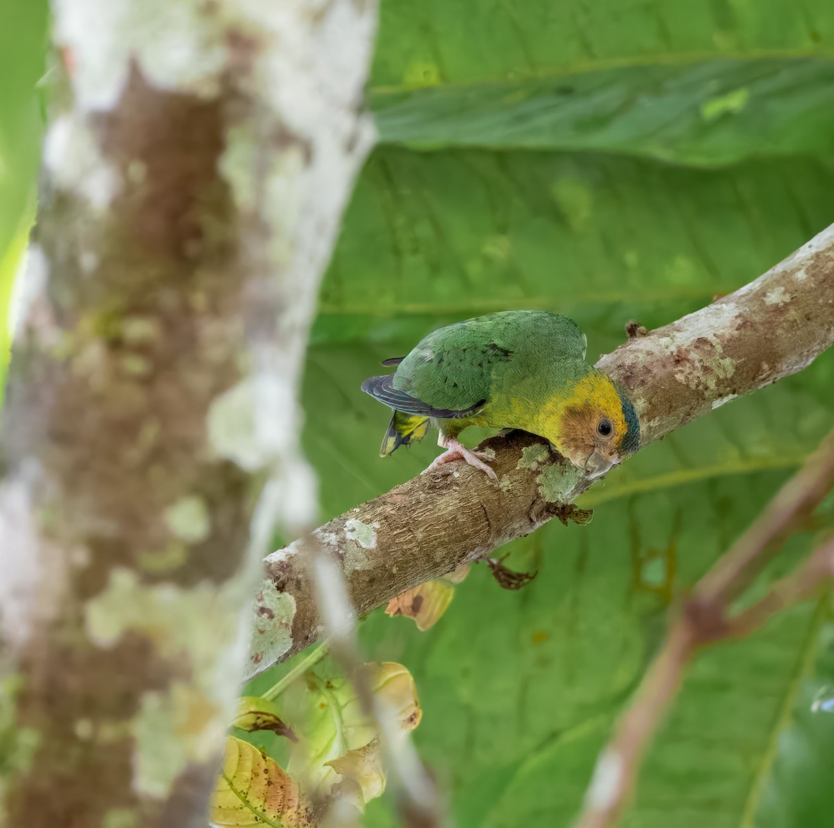 Buff-faced Pygmy-Parrot - ML639397297