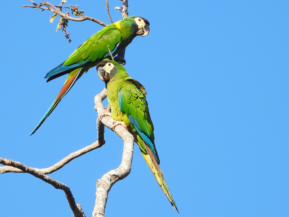 Yellow-collared Macaw - ML639397491