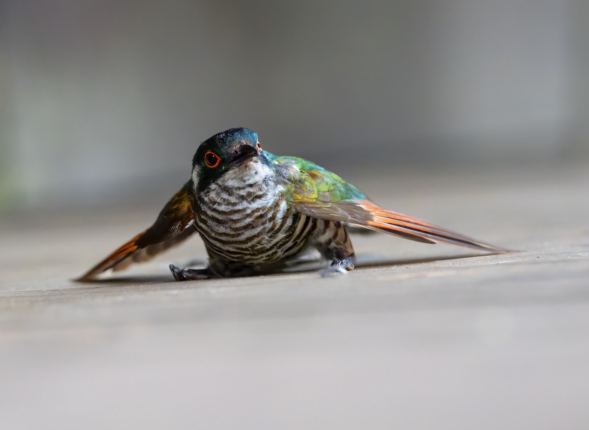 kukačka bělouchá - ML639397518