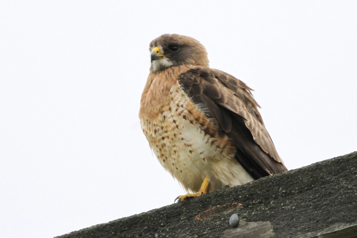 Swainson's Hawk - ML639397641