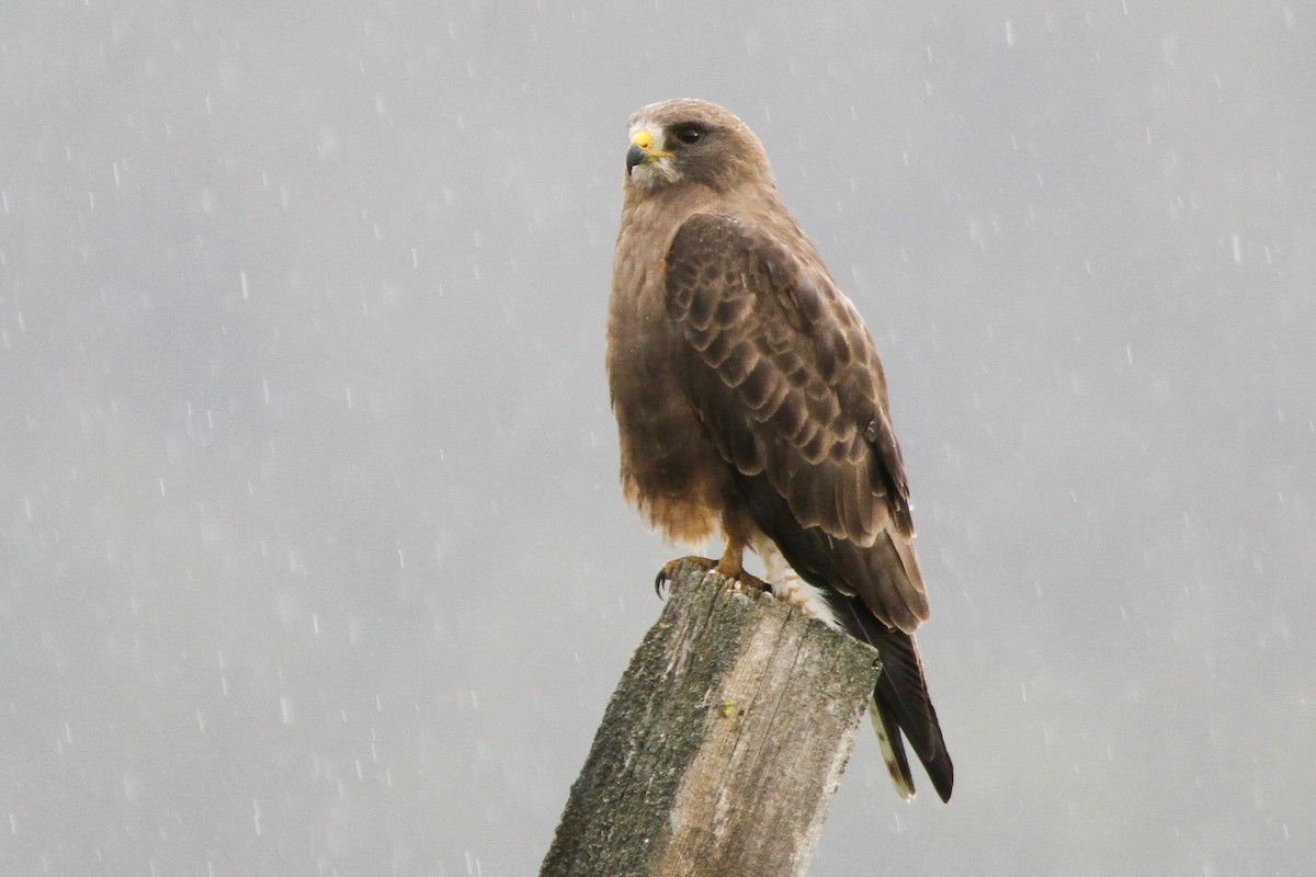 Swainson's Hawk - ML639397642