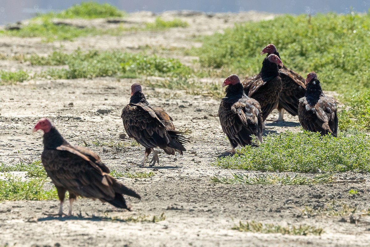 Turkey Vulture - ML639397742