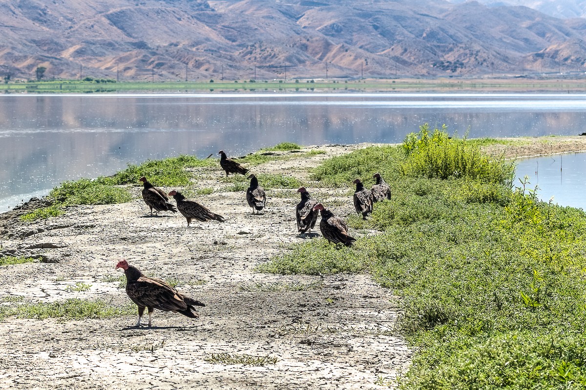 Turkey Vulture - ML639397743