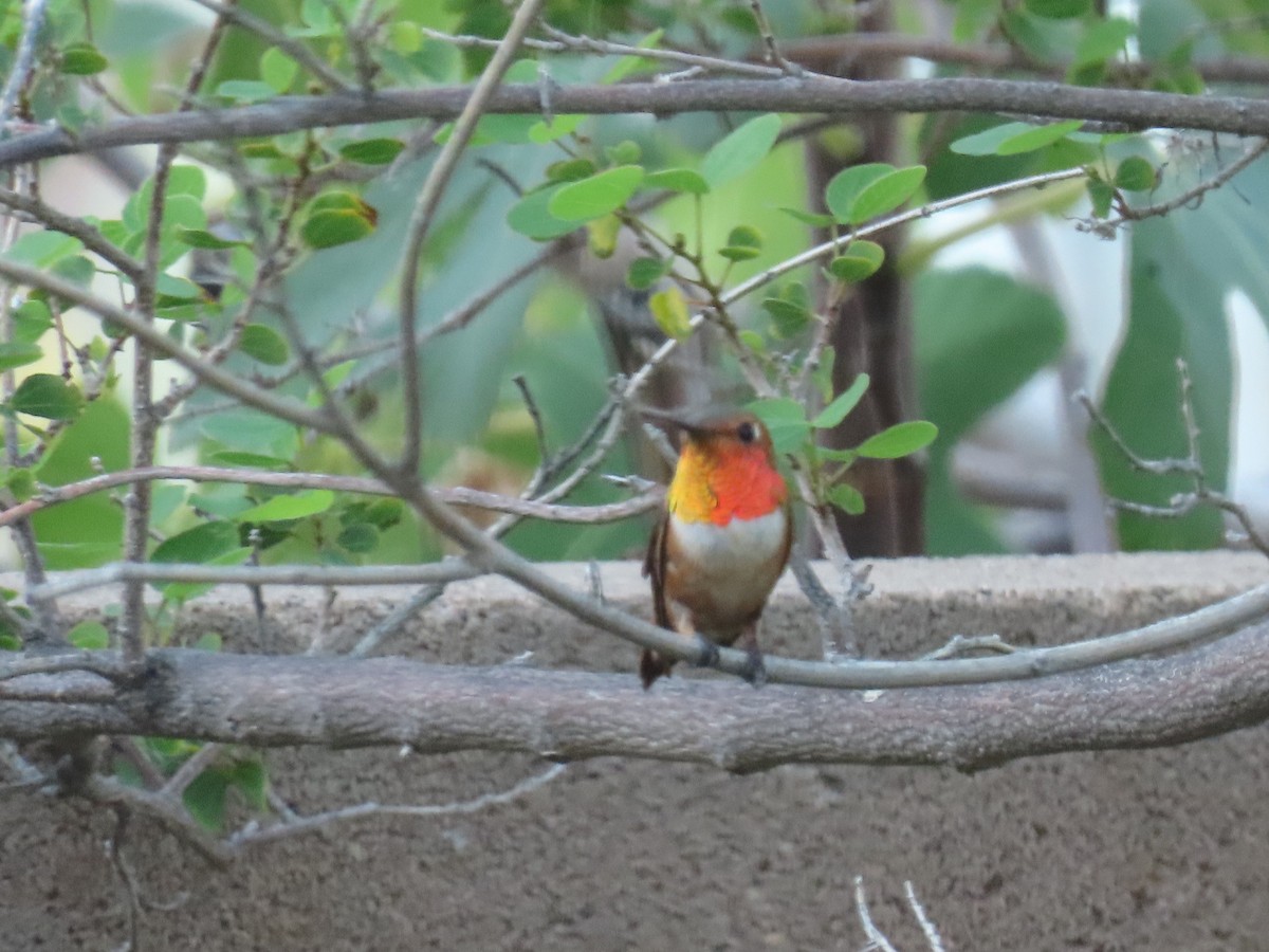 Rufous Hummingbird - ML639397977