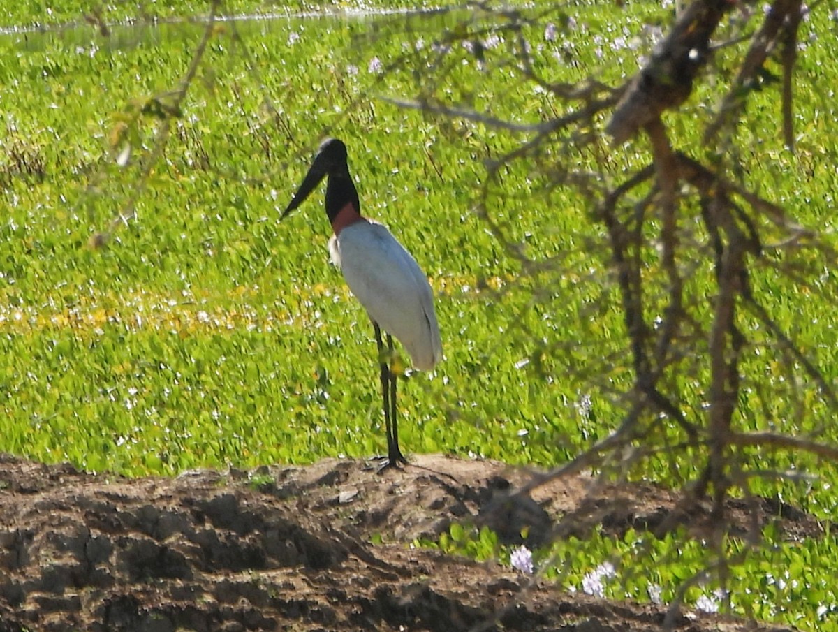 Jabiru - ML639398202