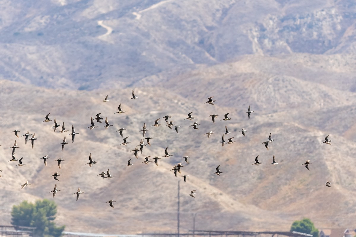 Long-billed Dowitcher - ML639398258