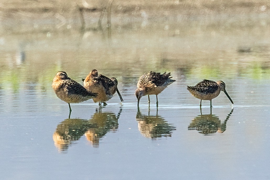 Long-billed Dowitcher - ML639398270