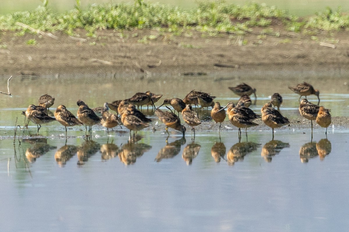 Long-billed Dowitcher - ML639398271