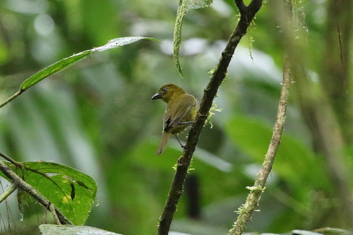 Carmiol's Tanager - ML639398272