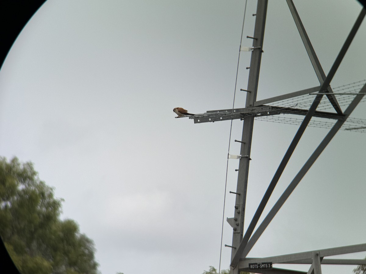 Nankeen Kestrel - ML639398348