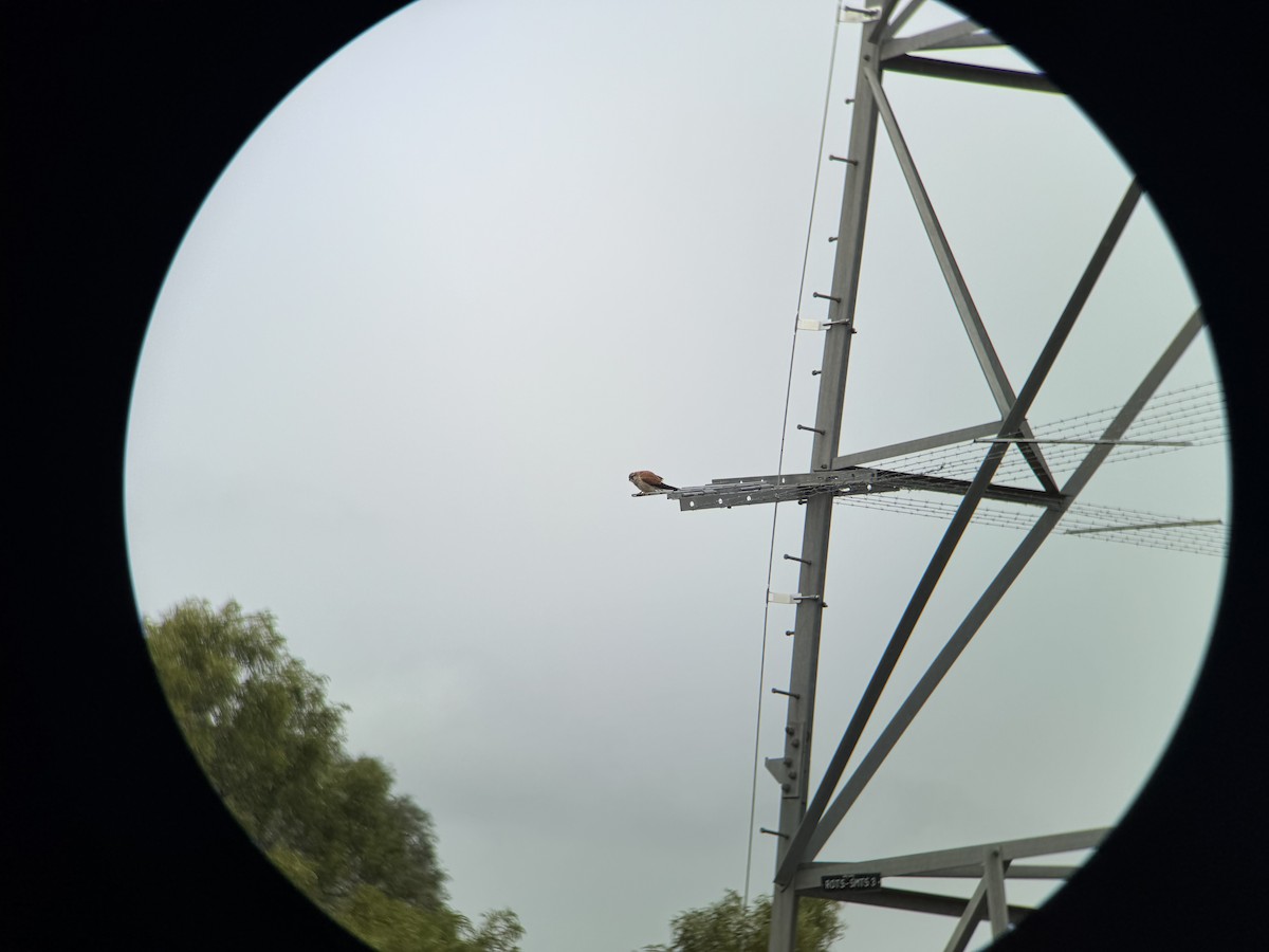 Nankeen Kestrel - ML639398349