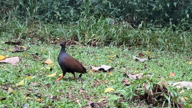Orange-footed Megapode - ML639398375