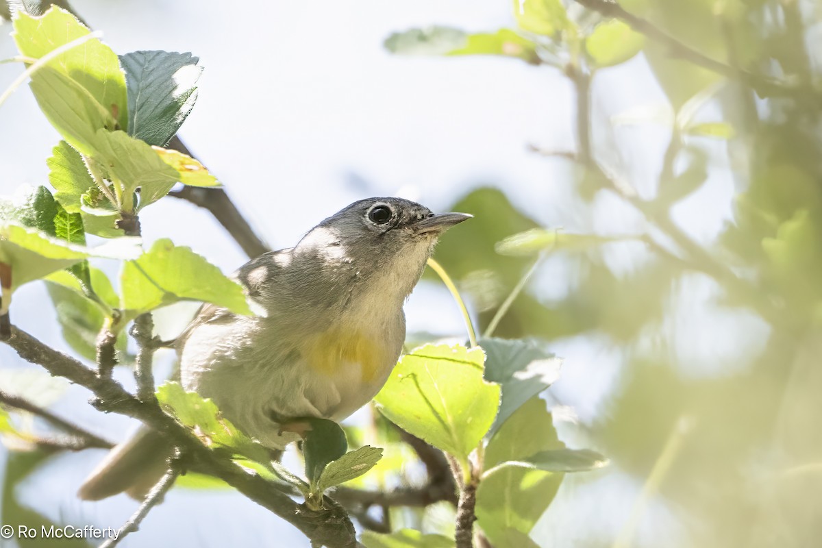 Virginia's Warbler - ML639398397