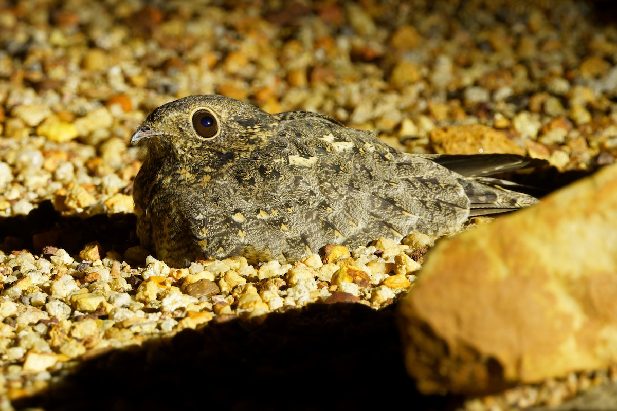 Savanna Nightjar (Sunda) - ML639398453