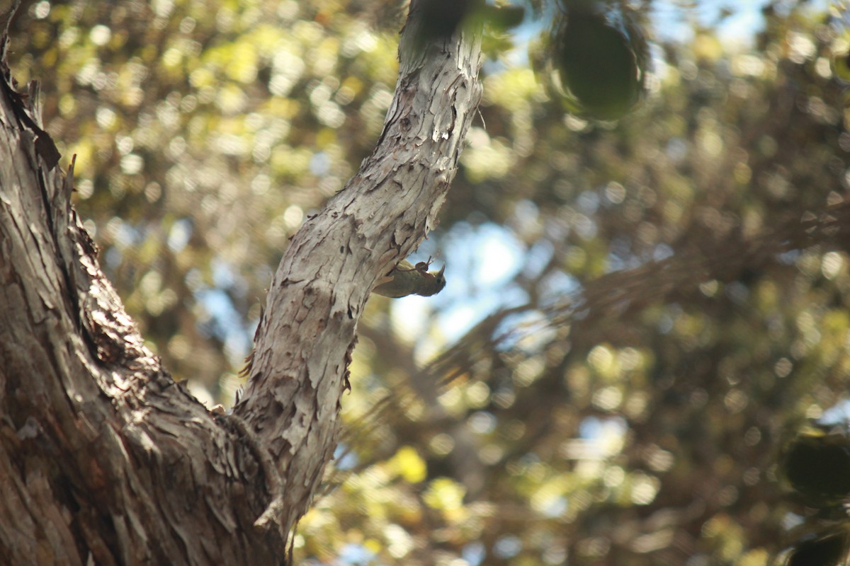 Hawaii Amakihi - ML639398704